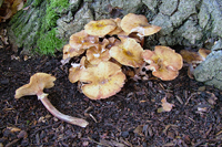 honey fungus prevention