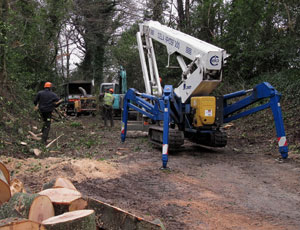 tree surgery, crown thinning, pollarding, stump removal, Ireland